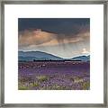 Lightning Over Lavender Field Framed Print