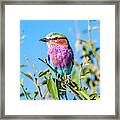 Lilac Breasted Roller Framed Print