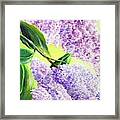 Lilac Framed Print