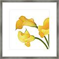 Lillie In Yellow And Green Framed Print