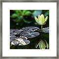 Lily In The Pond Framed Print
