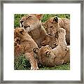 Lion And Cubs Playing In The Serengeti Framed Print
