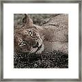 Lion Cub Lying On The Ground In The Framed Print