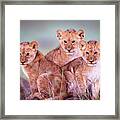 Lion Cubs Framed Print
