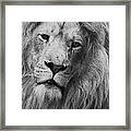 Lion Framed Print