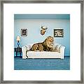 Lion Lying On Couch, Side View Framed Print