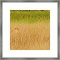 Lion, Okavango Delta, Botswana Framed Print