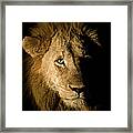 Lion Panthera Leo, Greater Kruger Framed Print