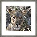 Lioness Framed Print