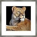 Lioness Looking To The Right On A Log Framed Print