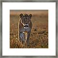 Lioness On The Prowl Framed Print