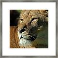 Lioness Stare Framed Print