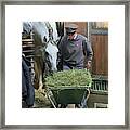 Lipizzaner Lunch Time Framed Print