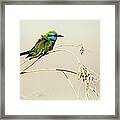 Little Bee-eater, Merops Orientalis Framed Print