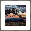 Little Bristlecone Pine At Sunset Framed Print