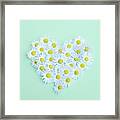 Little Daisy Framed Print