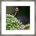 Little Mushroom Framed Print