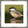 Little Wild Coal Tit On A Log Cose Up Framed Print