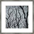 Lively Trees, Nyc Central Park Framed Print