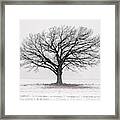 Lone Oak In Winter Fog Near Stoughton Wi Framed Print
