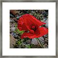 Lone Red Flower Framed Print