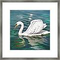 Lone Swan Lake Geneva Switzerland Framed Print
