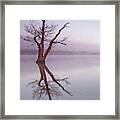 Lone Tree In Still Lake In The Mist At Sunrise Framed Print