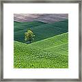 Lone Tree In Wheat Field, Palouse Framed Print