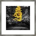Lone Yellow Tree In The Curve Framed Print
