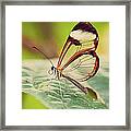 Lonely Butterfly Framed Print