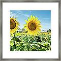 Look This Way Framed Print
