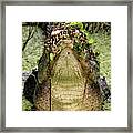 Lord Of The Swamp Framed Print