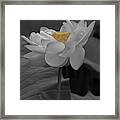Lotus Flower In Black White Framed Print