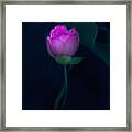 Lotus In Light Framed Print
