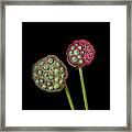 Lotus Seed Pod Framed Print