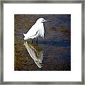 Louisiana Bird Framed Print