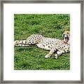 Lounging Cheetah Framed Print