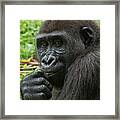Lowland Gorilla Juvenile Framed Print