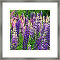 Lupines Panoramic Framed Print