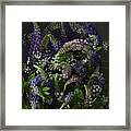 Lupins Framed Print