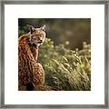 Lynx Fine Art. Framed Print