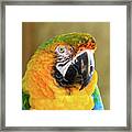 Macaw Parrot Portrait Framed Print