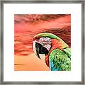 Macaw Parrot Framed Print