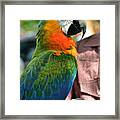 Macaw Profile Framed Print