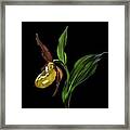Macro Close-up Photograph Of The Lady's Slipper Orchid  (venus' Shoes) Flower In The Wild  N Framed Print