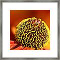 Macro From A Red Sun Bride Framed Print
