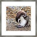 Magellan Penguin On The Isla Magdalena, Chile Framed Print