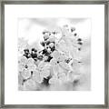Magical White Wedding Spring Blossom Framed Print