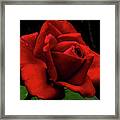 Magnificent Red Long Stem Rose Framed Print
