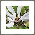Magnolia Alba Superba Flower Framed Print